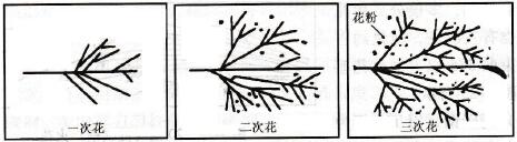 爆花各種形式示意圖