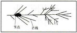 節點和芒線示意圖