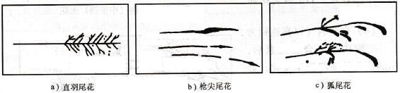 尾花形態示意圖